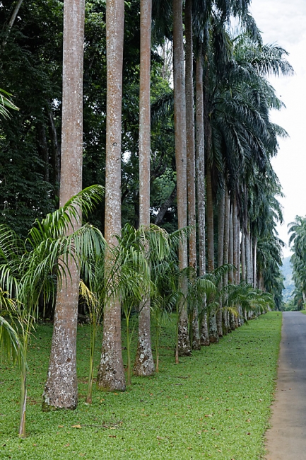 Kandy-Botanical garden-045